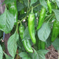 pepper anaheim chili