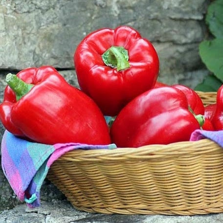 big red bell pepper 