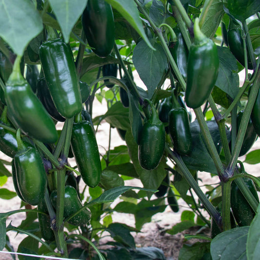 Capitan F1 peppers growing on a vine and ready for harvest.