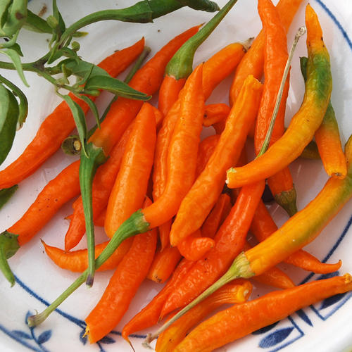 cayenne orange pepper 