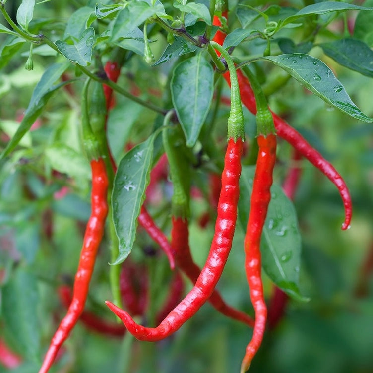 chile de arbol pepper 