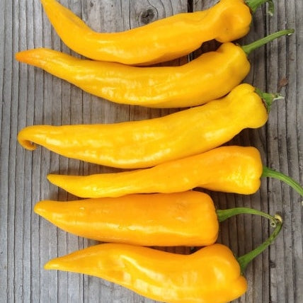 golden marconi pepper 