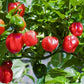 habanero red pepper 