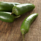 pepper jalapeno early