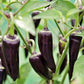 jalapeno purple pepper 