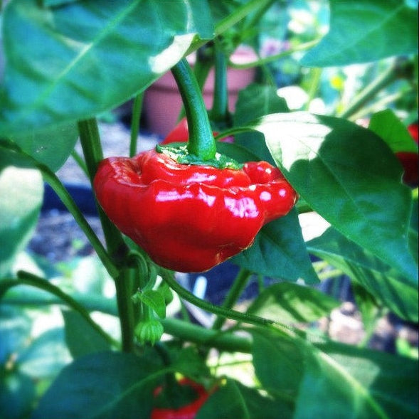 hot red jamaica pepper 