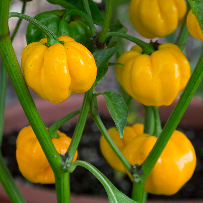 jamaican hot yellow pepper 