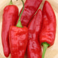 marconi red pepper 