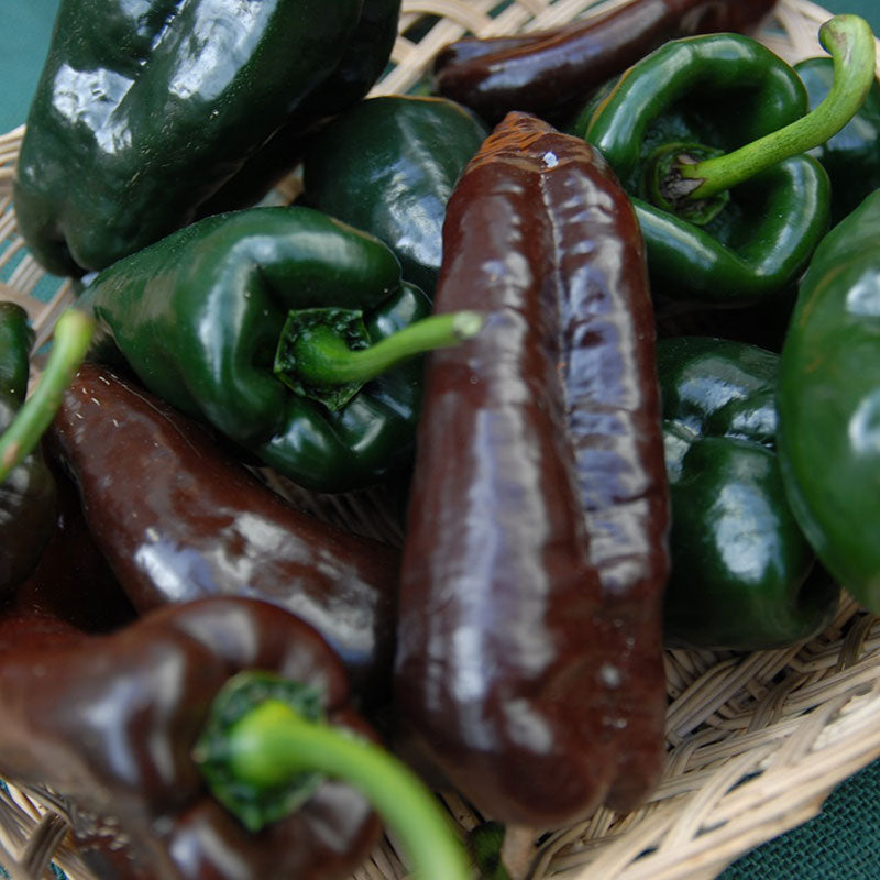 mulato isleno pepper 