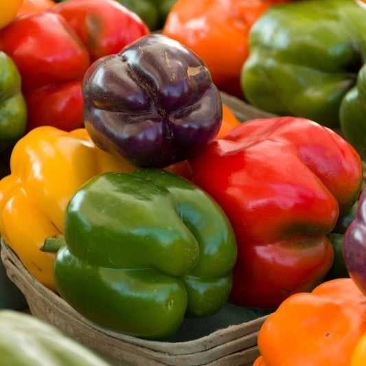 organic rainbow bell pepper 
