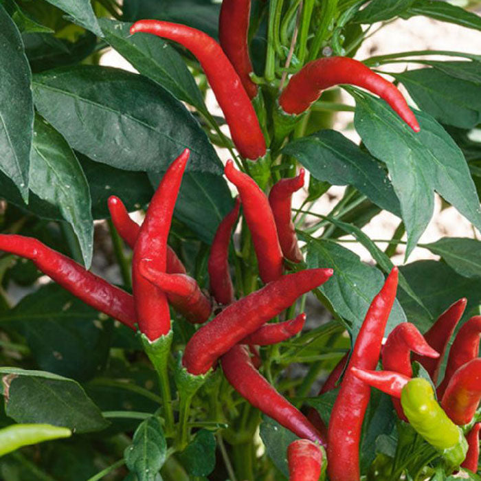 pepper thai super chili