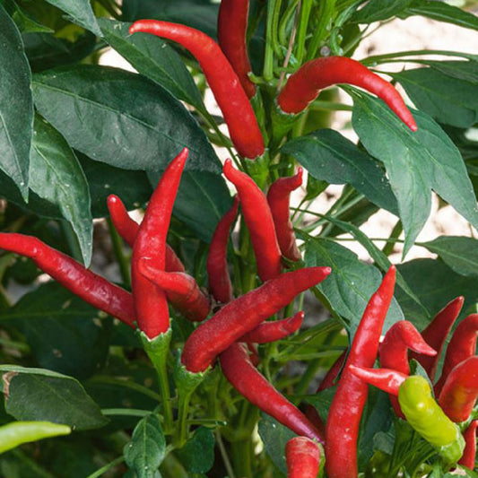 pepper thai super chili