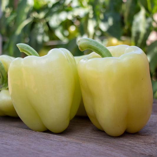 Valahia F1 bell sweet peppers showing yellowish white skin and green stems.