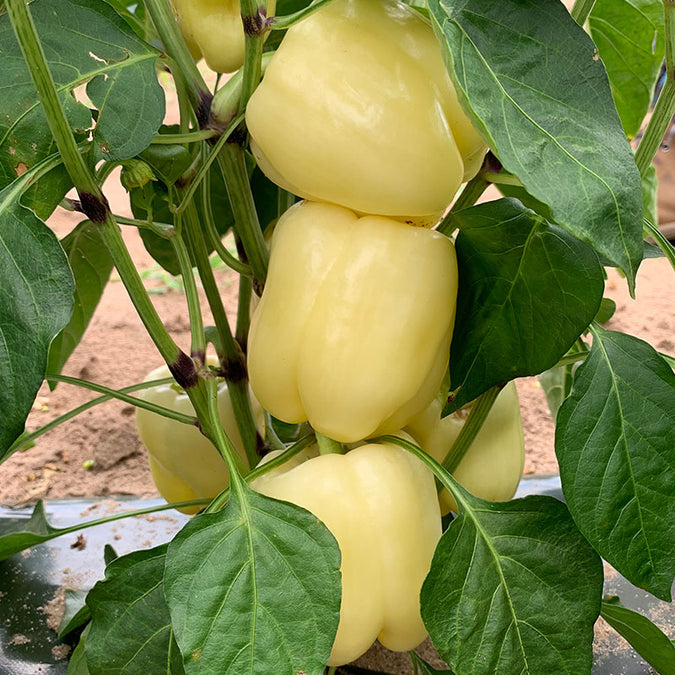 pepper valahia f1
