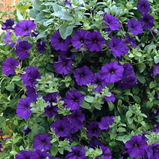 petunia blue