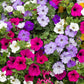 petunia balcony mix