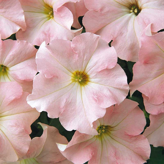 petunia dreams appleblossom