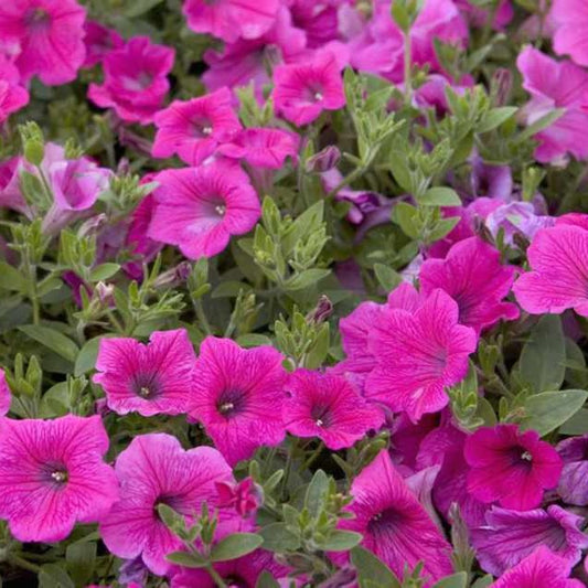 petunia rose