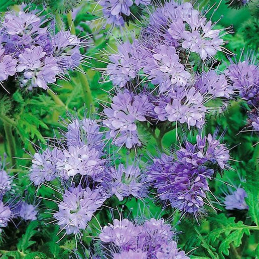 lacy phacelia