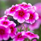 brilliant phlox 
