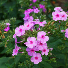 Brilliant phlox bright fuchsia blooms with darker centers surrounded by green foliage.