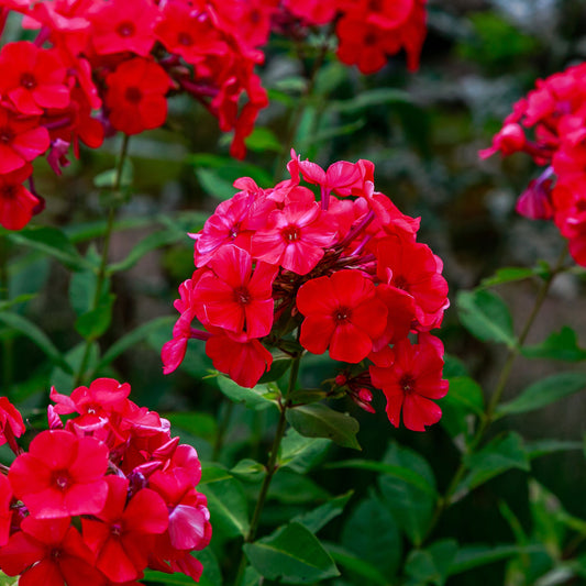 red annual phlox 