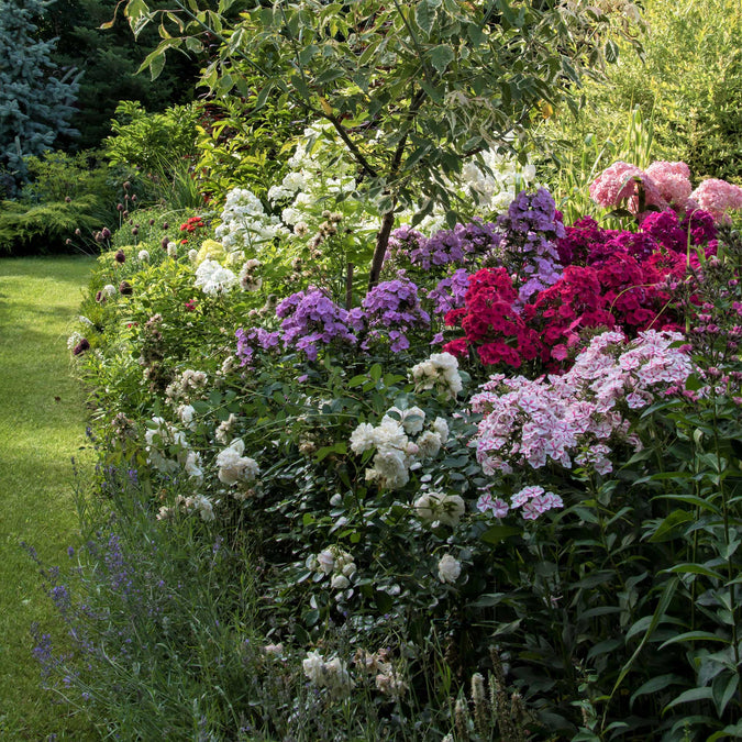 phlox blue paradise