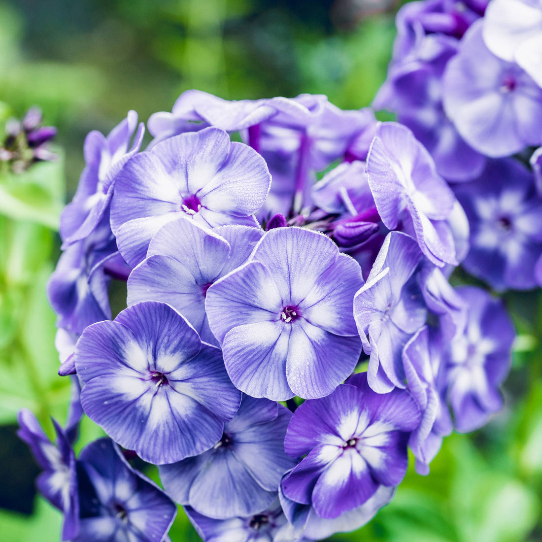 Phlox Roots - Blue Paradise | Spring Flower Bulbs | Eden Brothers