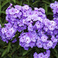 phlox blue paradise