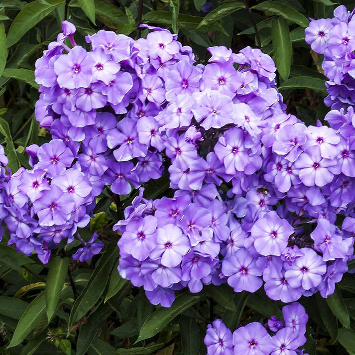 Phlox Roots Blue Paradise Spring Flower Bulbs Eden Brothers