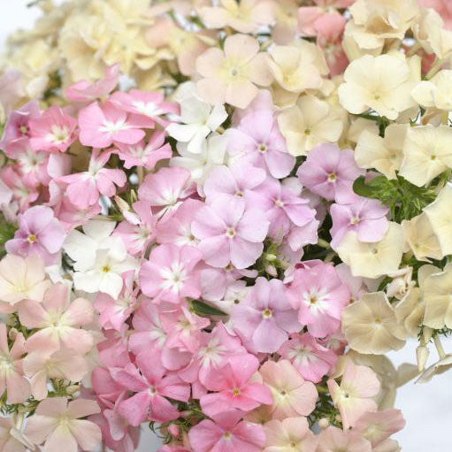 phlox pastel mix