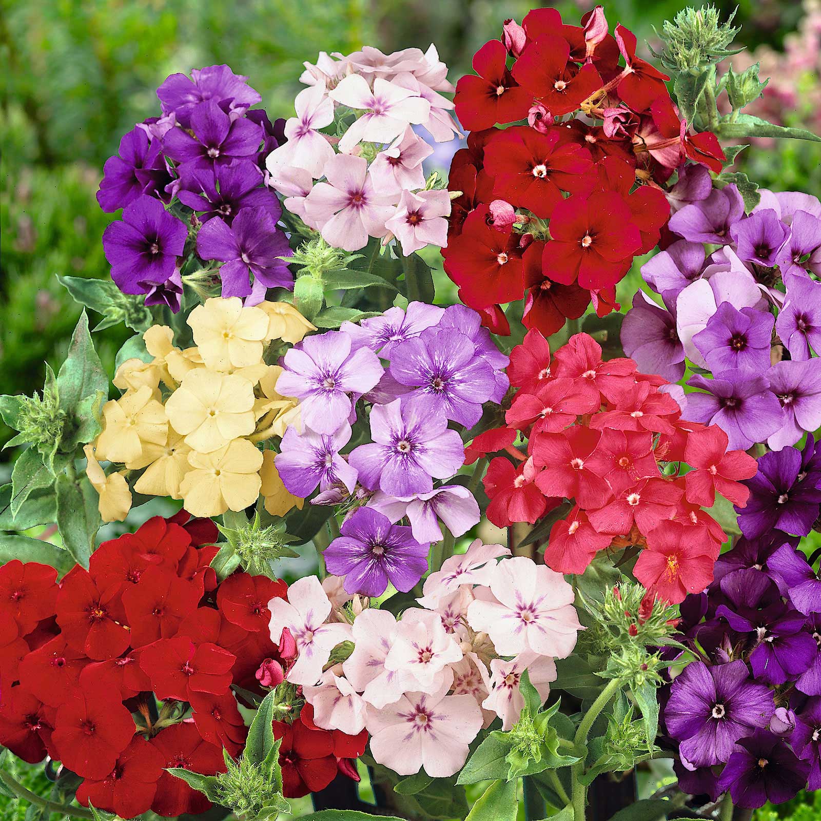 Phlox: Small Flowers, Big Impact — Three Little Limes