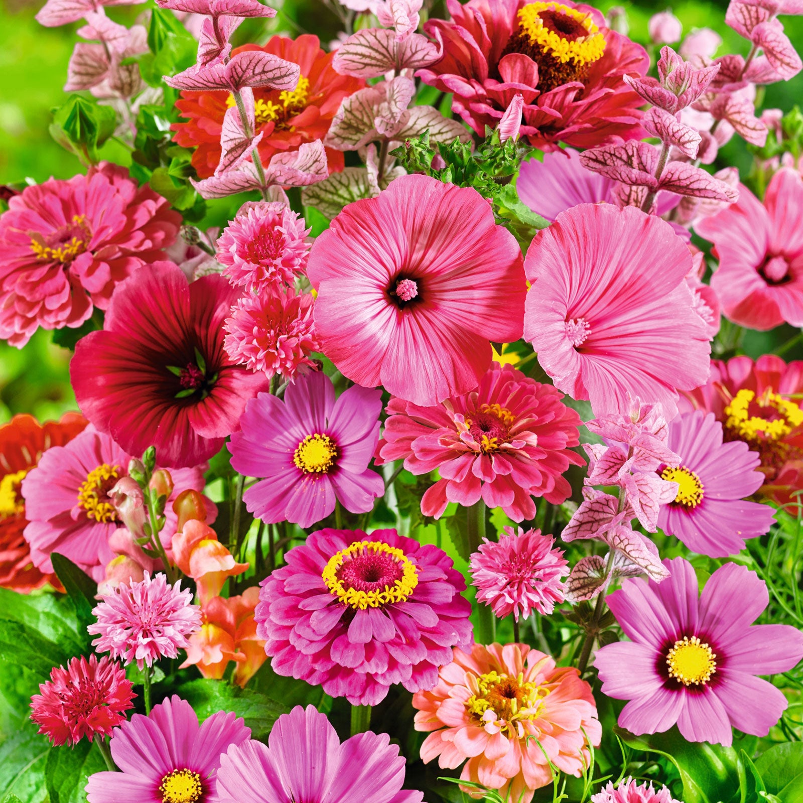 pink perfection flower seed mix