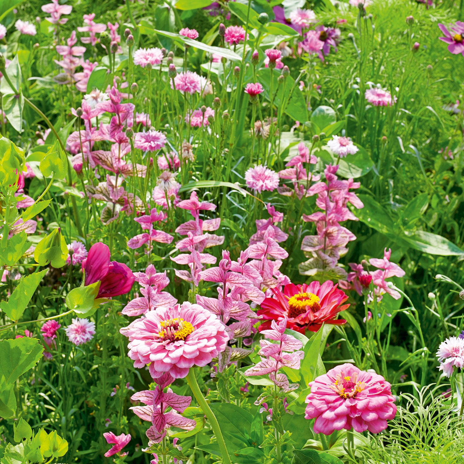 pink perfection flower seed mix