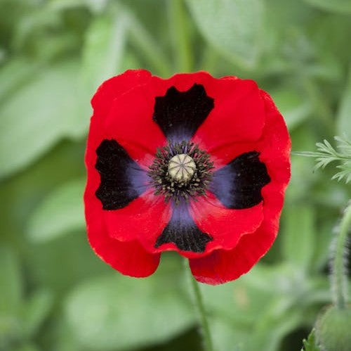 poppy lady bird