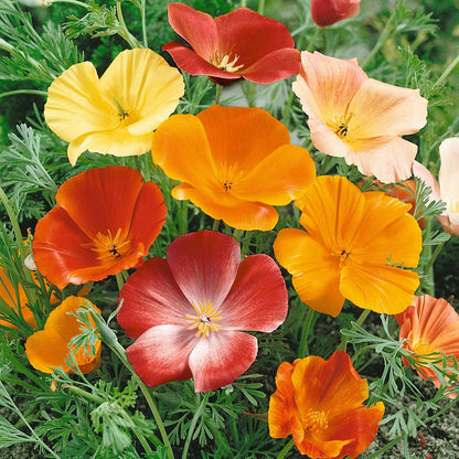 Mixed Colors California Poppy flowers in various shades blooming in a vibrant garden.