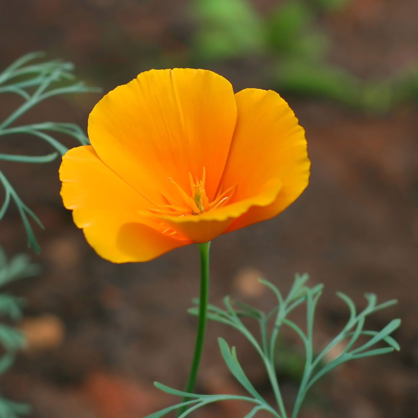 California Poppy Seeds Orange Flower Seeds in Packets & Bulk Eden