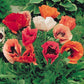 oriental poppy 