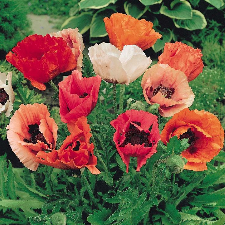oriental poppy 