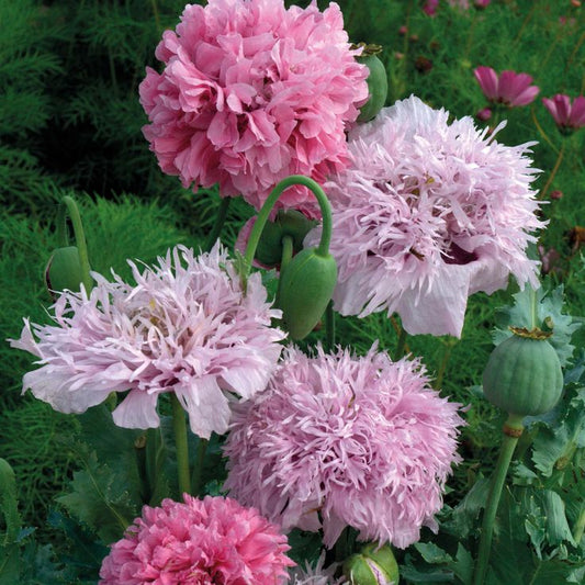 poppy pink pompon mix