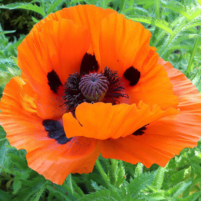 Bright orange Oriental Poppy Prince of Orange with dark center on a blurred background