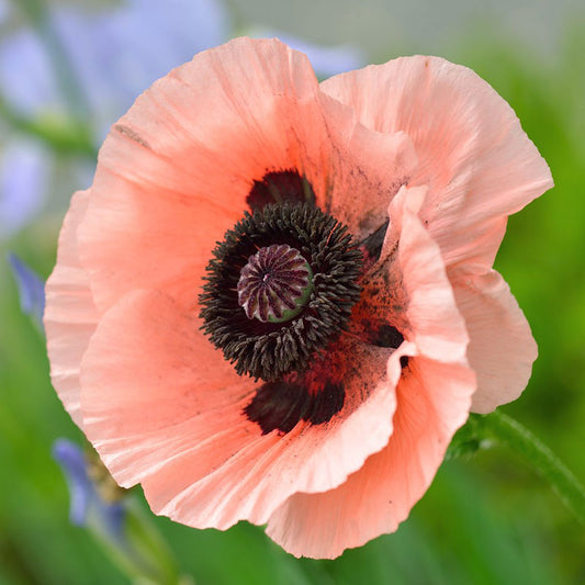 oriental poppy princess victoria louise