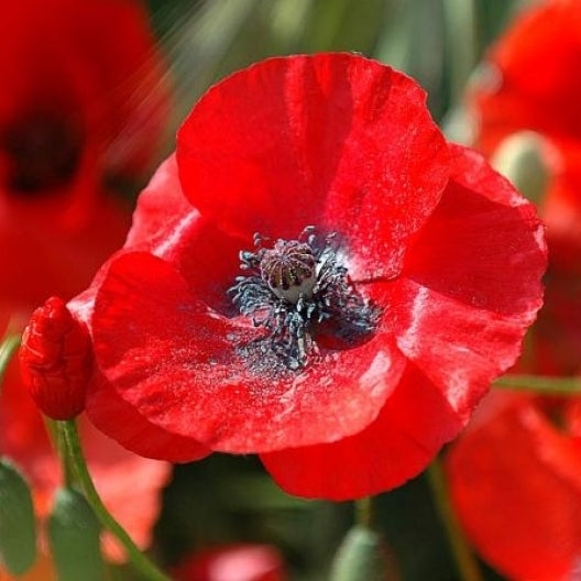 corn poppy 