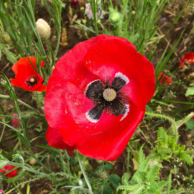 poppy red corn