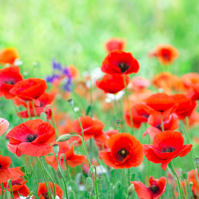 poppy red corn