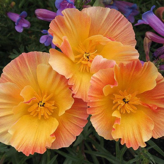 Thai Silk Apricot Poppy