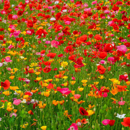 Red Poppy Power Flower Seed Mix field in full bloom on a bright green background