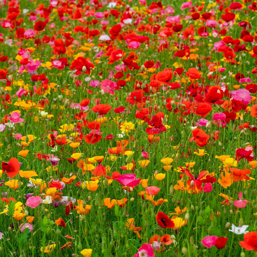 Poppy Power Poppy Flower Seed Mix Eden Brothers
