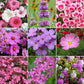 pink flower seed mix