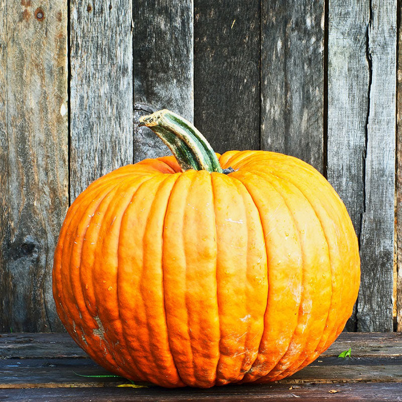 pumkin connecticut field